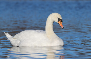 Fototapeta premium Mute swan