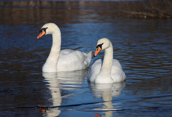 Mute swan