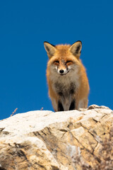 Red fox on the stone in blue sky backgroung
