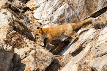 Young fox on the small stony island in baikal lake