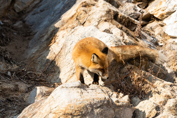 Young fox on the small stony island in baikal lake