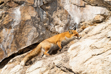 Young fox on the small stony island in baikal lake