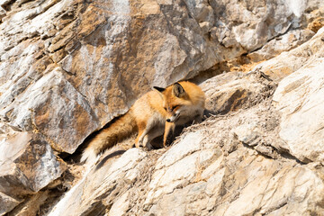Young fox on the small stony island in baikal lake