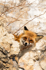 Young fox on the small stony island in baikal lake