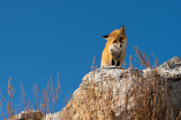 Red fox on the stone in blue sky backgroung