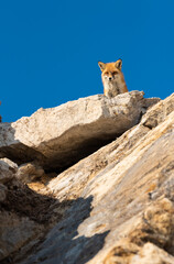 Red fox on the stone in blue sky backgroung