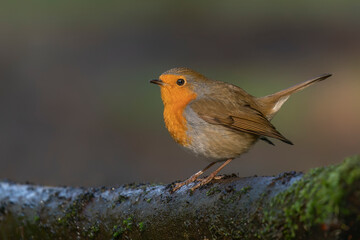   European Robin (Erithacus rubecula) on a branch in the forest of Noord Brabant in the Netherlands. Green background.                                                                                  