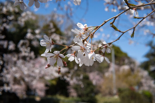 桜の花をクローズアップにした春のイメージ／【満願寺】日本埼玉県行田市