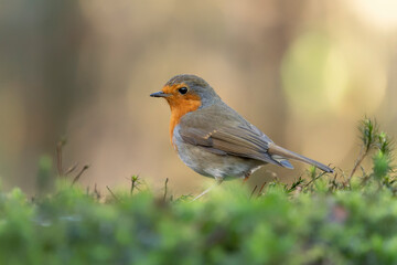  Robin (Erithacus rubecula) in the forest of Brabant Brabant in the Netherlands.                                                                  