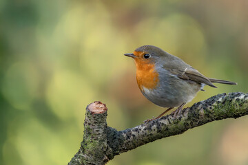   European Robin (Erithacus rubecula) on a branch in the forest of Noord Brabant in the...
