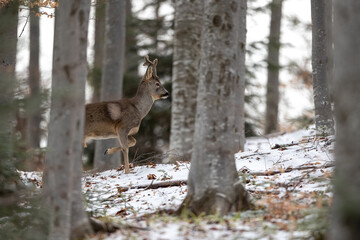 Roe deer Capreolus capreolus in winter woodland beech forest