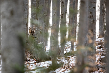 Roe deer Capreolus capreolus in winter woodland beech forest © AlexandruPh
