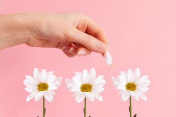 A woman's hand tears the petals from the chamomile flowers. Pink background. The concept of fortune telling and falling in love