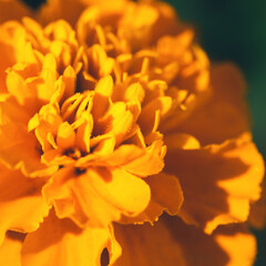 Close up of soft focused orange marigold flower Tagetes erecta, African, Mexican, Aztec marigold on dark background with copy space. Summer and fall colors. Luxury minimal floral design. Macro photo