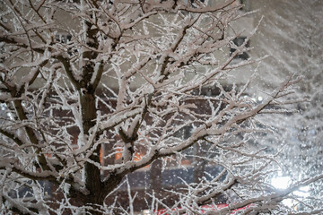 雪の降り積もる街路樹