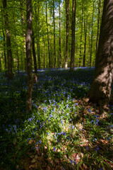 Obraz premium Sunlight is breaking through the leaf-filled canopies of the trees that comprise the Hallerbos in Belgium