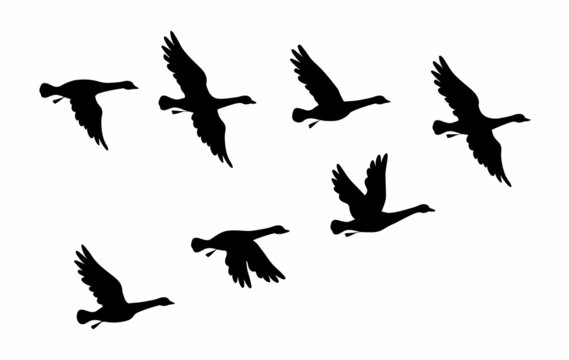 Flock of goose birds. Vector silhouette image.