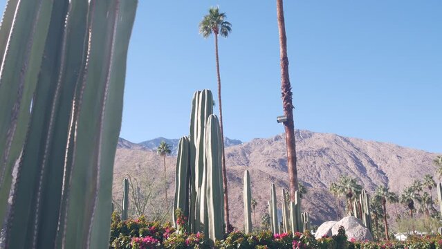 Palm trees, cactus, mountains or hills, sunny Palm Springs vacations resort near Los Angeles Joshua Tree NP, California valley nature, USA. Arid dry climate plants, desert oasis flora, summer flowers.