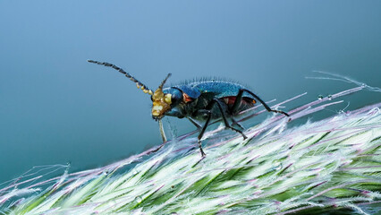 Insectenmakro