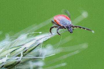Insectenmakro