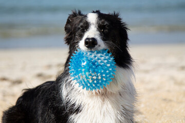 dog on the beach playing with the ball