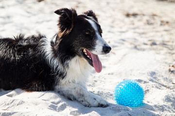 dog on the beach playing with the ball