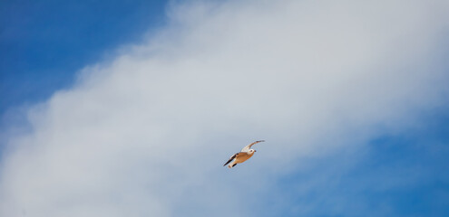 One flying seagull in the blue sky with white clouds, beautiful landscape. Banner format