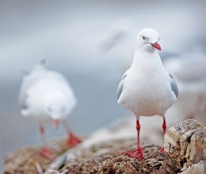 A photo of sea gulls. A photo of sea gulls.