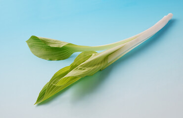 春の山草　うるい