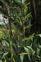 tall new zealand flax flowers in bush