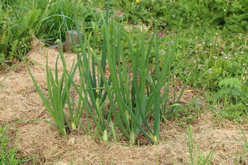 Garlic growing with hay mulch in an organic garden.
