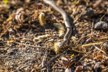 Young Pacific gopher snake (Pituophis catenifer catenifer) slithers on the ground.