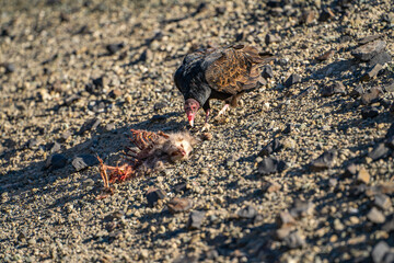 Turkey vulture (Cathartes aura) stands next to a dead opossum.