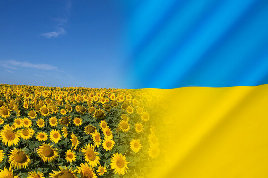 Sunflower - National Flower of Ukraine