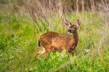 A young California Mule Deer (Odocoileus hemionus californicus) stands on a meadow. 