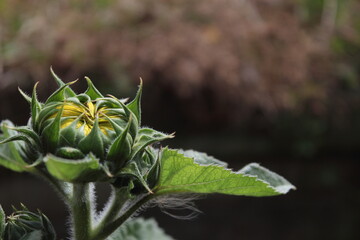 Sunflower bud ready to open, soft brown background, backlighting.