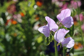 Purple sweet pea against blurred meadow background.