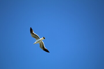 Fototapeta na wymiar Black-backed seagull with plain blue sky background, taken in coastal Otago in Aotearoa New Zealand.