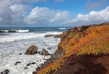 Iceplant covered bluff at Fiscalini Ranch Preserve on the Rugged Central California coastline at Cambria California United States