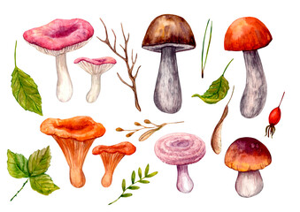 A set of edible mushrooms, branches, leaves and herbs. Painted in watercolor, isolated on a white background.
