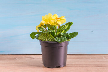 One yellow primula or primrose in pot on blue background