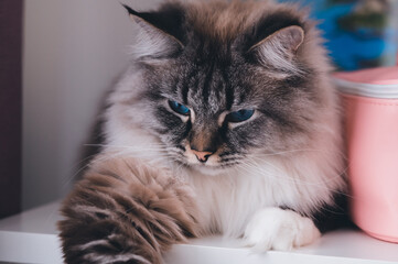 Fluffy cat close-up on a chest of drawers.