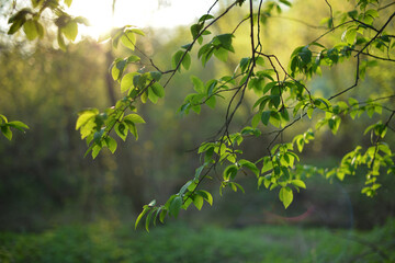 Green foliage of trees in sun, blurred background, bokeh. Green leaves backdrop in Eco friendly style
