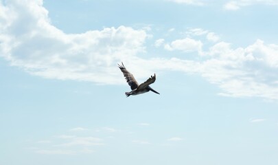 Pelicano volando