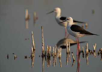 Obraz premium A pair of Black-winged Stilt at Asker Marsh, Bahrain