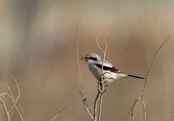 Great Grey Shrike perched on a twig at Asker marsh, bahrain