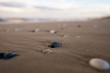 Fototapeta na wymiar Shell on the beach at sunset