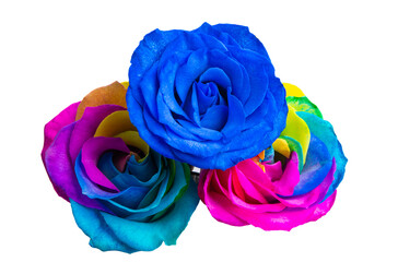 colored rose isolated