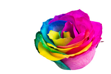 Fototapeta na wymiar colored rose isolated