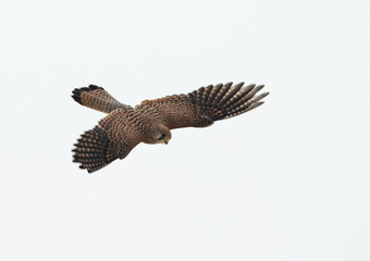 Common Kestrel in flight, Bahrain